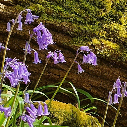 Blue small wind chimes flower pendant earrings, silver-plated alloy with iron earrings, exquisite enamel craftsmanship, suitable for daily wear - a pair
